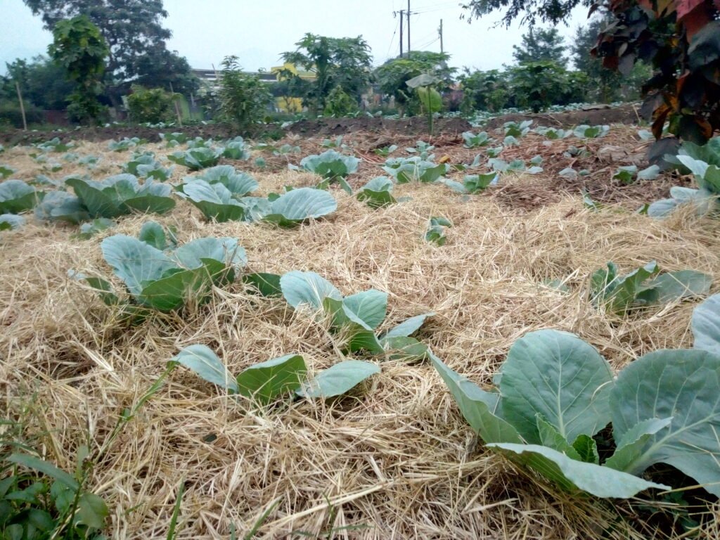 IMG_20200128_191425_8