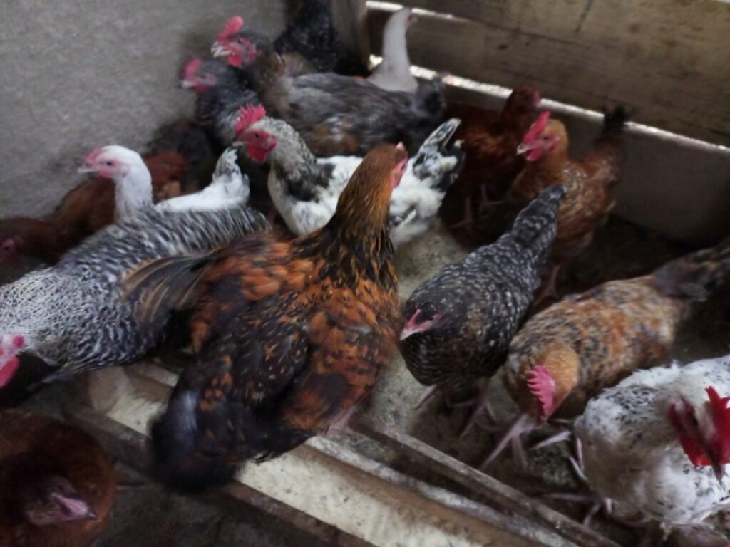 IMG_20220617_074746_197