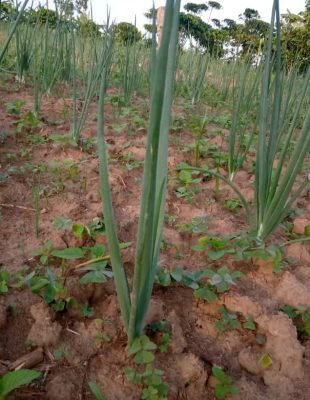 Sustainable agric Sustainable agric